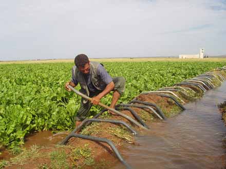 Irrigation d'Abda-Doukkala